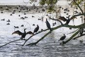 Fort bij Nigtevecht van 